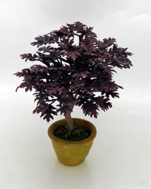 (image for) Specimen Purple Leaf Japanese Maple - Click Image to Close